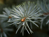 Более тысячи рождественских деревьев вернули в Латвию