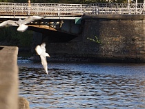 Деревянный мост в Калининграде будет полностью уничтожен