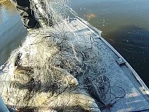 В Прибрежном под Калининградом рыбак наловил себе на уголовное дело