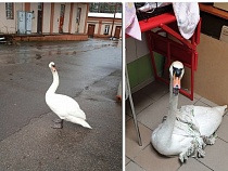 В Калининграде лебедь не смог выйти с ликёро-водочного завода