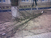 Жителей Калининградской области не предупредили об урагане ночью 11 января