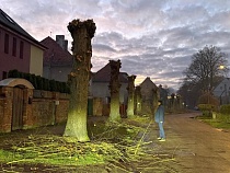 В Советске с размахом стригут деревья