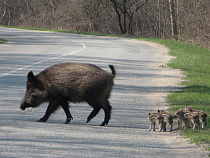 В Калининградской области за несколько дней убито 52 кабана