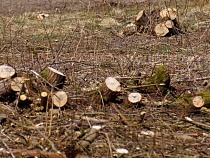 Незаконная вырубка 600 деревьев у стадиона в Калининграде остаётся безнаказанной