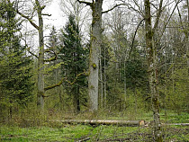 Мужик нарубил в Правдинском районе дубов на 8,5 млн рублей