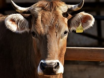 На ферме в Гвардейском районе нашли нарушения и больных коров