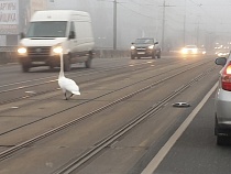 Эстакадный мост: лебедь в тумане помешал движению транспорта