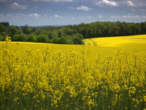 Рекордный урожай рапса в Калининградской области 