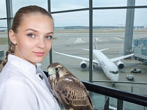 Из Калининграда самолётом вылетел занесённый в Красную книгу сокол