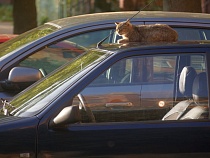 В Калининграде массово отказываются от новых автомобилей