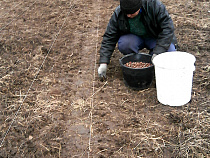 В Калининградской области появился лесной питомник