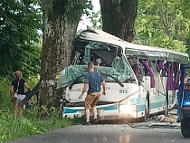 По дороге в Янтарный автобус врезался в дерево