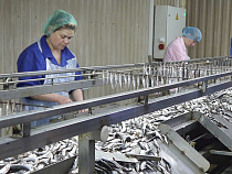 Калининградская область обеспечит до 50% потребностей страны в шпротах 