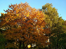 Калининград в ТОП-10 самых теплых городов России по итогам осени