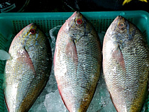 Сардину из Марокко и ставриду из Мавритании пытались ввезти в регион с нарушениями ветеринарных требований