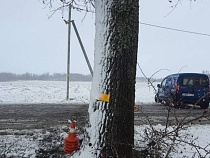 В ДТП с деревом под Багратионовском ранена женщина 