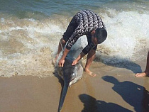 В Балтийском море поймали рыбу-меч