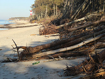 Эколог: авандюна Куршской косы катастрофически разрушена (карта, фото)