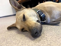 Пришедший погреться пёс отчислился из БФУ в Калининграде