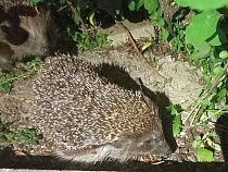 Названо место встречи с плачущим ёжиком в Калининграде