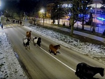 Конный туризм бросает Светлогорск под копыта 