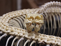В зоопарке сделали экспонат из умершего питона Жужи