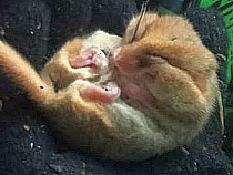 Дети умудрились разбудить самого сонного зверя в Калининградской области