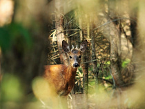 В Багратионовском районе задержали браконьеров, убивших косулю