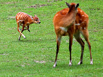 Новогодние ёлки можно сдать в Калининградский зоопарк