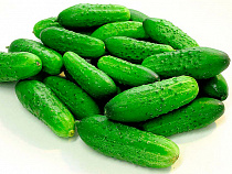  Порядка 14 тонн зараженных огурцов не пустили в Калининградскую область