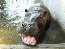 Бегемот Тоша переедет из Калининграда в Краснодар