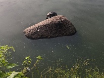 Из озёр Калининграда повыползали пресмыкающиеся Америки