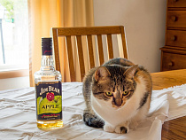 Вор в Калининграде спрятал в рюкзак виски за 5000 рублей