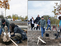 Алиханов с чиновниками посадил 50 краснолистных дубов