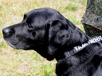 В Калининградском порту приостановлен ввоз 84 тонн сардинеллы из Мавритании