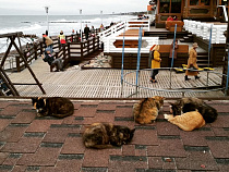 Мэрия Зеленоградска показала эскиз нового пирса в городском парке