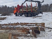 В Полесском районе лес пускают под нож: начались сплошные санитарные рубки