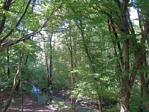 В Калининграде внезапно с деревьев стали падать листья