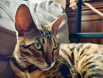 Леопардового кота замка Тапиау освобождали из плена с полицией