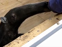 В Калининграде сняли на видео шокирующе дорогой обед муравьеда