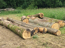 У двух дельцов, наконец, отбирают 1,6 квадратных километра леса в Калининградской области