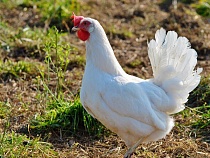 Число кур в Калининградской области достигло исторического максимума