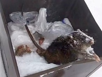 Курорт под Калининградом шокировал туристов мольбой ледяной мумии