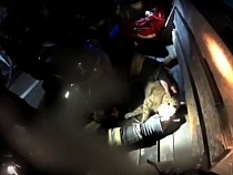 Под Калининградом оживили кошку 