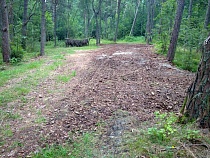 Глава минприроды оправдал вырубку на Куршской косе