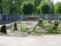 В Калининграде 2 апреля выдан новый порубочный билет