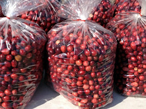 В Калининградской области впервые начали выращивать клюкву в промышленных масштабах