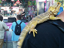 Калининградцы выгуляли огромных ящериц на пляже и на рок-фестивале (фото)