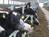 «Залесскому молоку» дали добро на новую ферму в Красном Яру