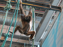 В Калининградском зоопарке - пополнение 